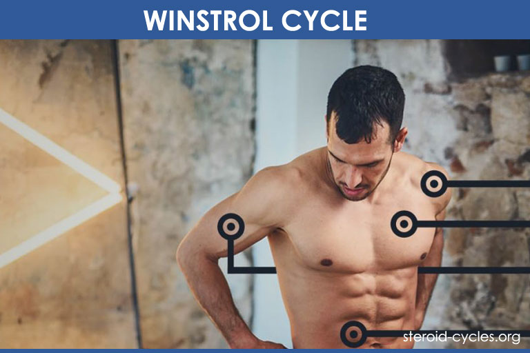 Winstrol Cycle: Best Cutting Steroids Cycle for Men and Women [2020]
